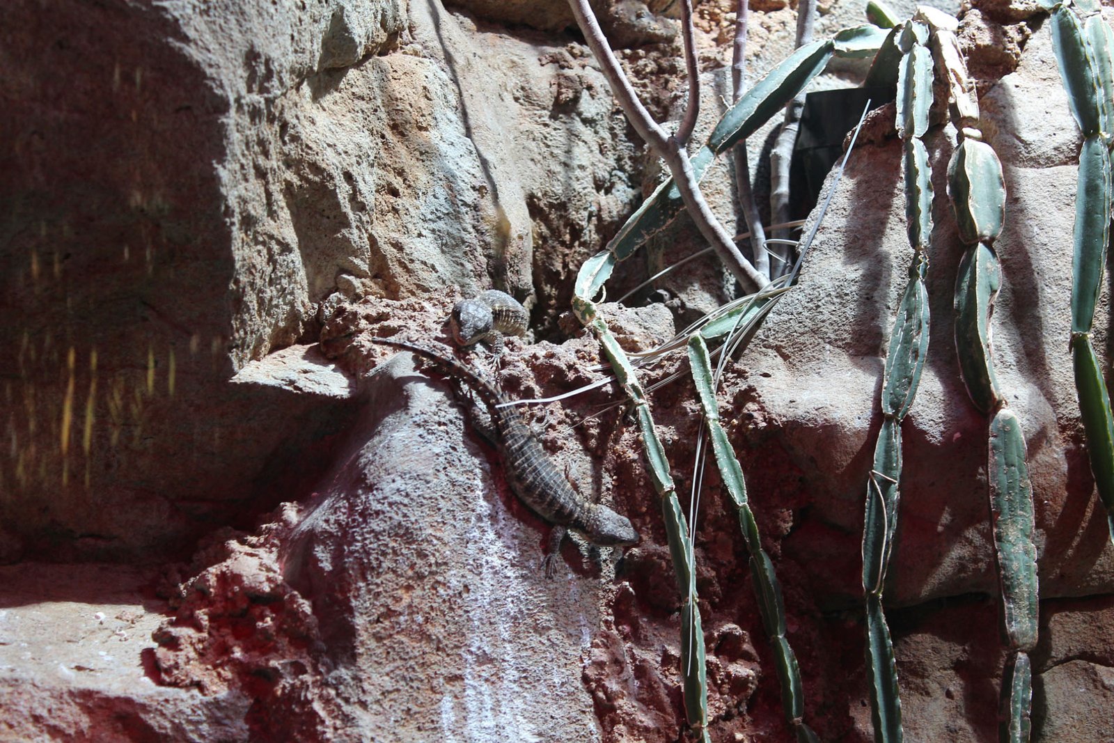 San Diego Zoo Part II 168